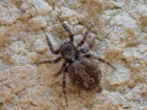 Pseudeuophrys lanigera